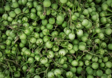 Türkiye berry (patlıcan) bitkisel otlar sağlık için iyi.