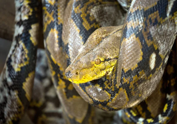 Vzorované Kůže Python Stočený Dřevo — Stock fotografie