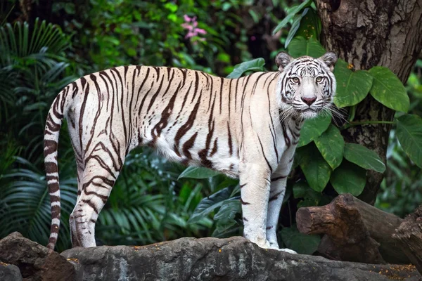 Asiatische Weiße Tiger Stehen Auf Felsen Der Natürlichen Atmosphäre Des — Stockfoto