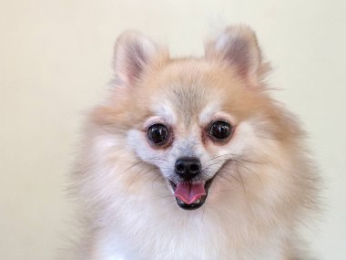 Pomeranian köpek yüz.