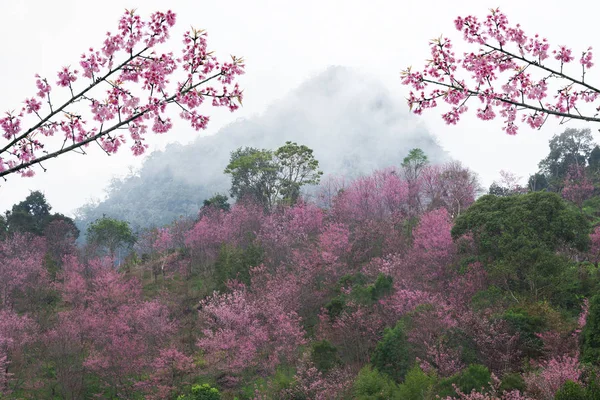 Kuzey Tayland güzel kış.