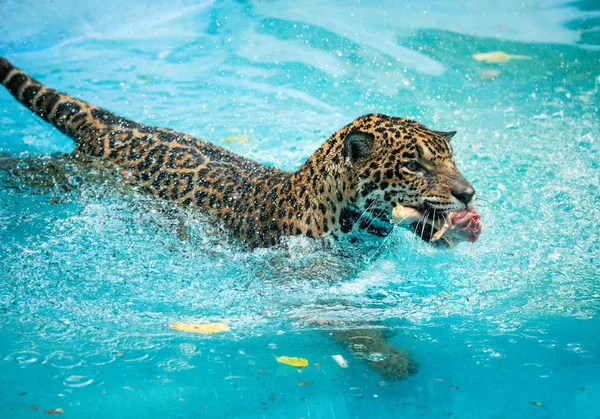 Jaguars Toon Eten Het Water — Stockfoto