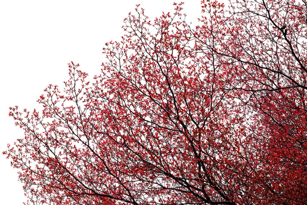 Червоне Листя Дереві Тла — стокове фото