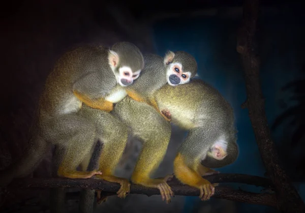 Famiglia Delle Scimmie Scoiattolo Nell Atmosfera Naturale — Foto Stock