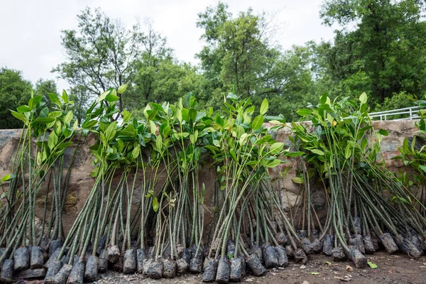 Les Semis Mangrove Sont Prêts Être Plantés — Photo