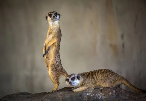 Azione Della Bella Meerkat Allerta — Foto Stock