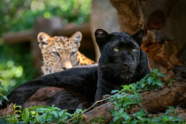 Párduc Leopárd Természetes Környezetben — Stock Fotó