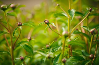 Unblown Şakayık çiçeği bud ile bahçede arı