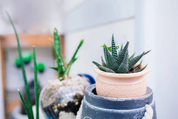 Beautiful kalanchoe plant in rustic pot, home garden — Stock Photo, Image