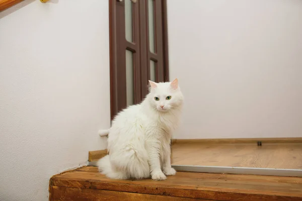 Gato blanco sentado en la habitación y mirar a un lado Imagen De Stock