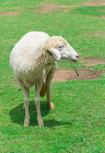Sheep eating grass in a meadow — Stock Photo, Image