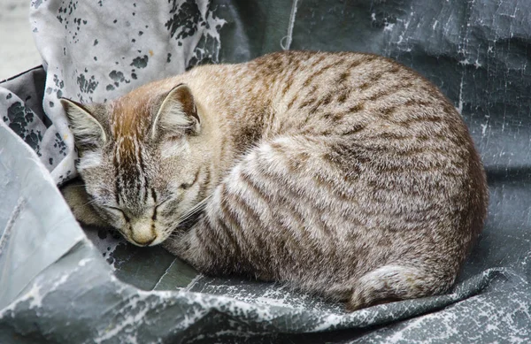 Lindo gatito durmiendo en un lado — Foto de Stock