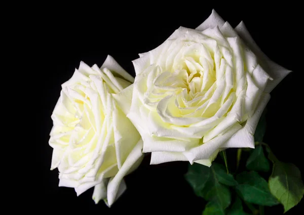 Bliska strzał kwiat białe róże na czarnym tle — Zdjęcie stockowe