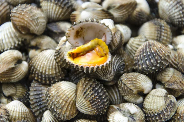 Taze kabuklu deniz ürünleri kan cockle — Stok fotoğraf