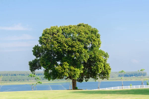Μεγάλο Δέντρο Και Πράσινο Γρασίδι Στο Χωράφι Δίπλα Στη Λίμνη — Φωτογραφία Αρχείου