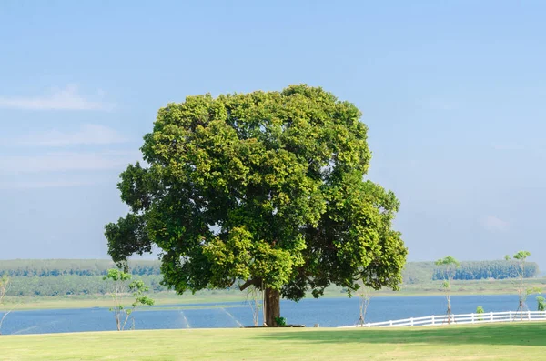 Gran Árbol Hierba Verde Campo Junto Lago — Foto de Stock