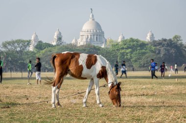 Kolkata Maidan, Kalküta, Hindistan - 11 Mar, 2018: meydan otlatma bir at, en büyük oyun alanında Kolkata (Calcutta) güneşli bir hafta sonu içinde belgili tanımlık geçmiş ünlü Victoria Memorial ile açın.
