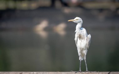 Küçük ak balıkçıl (Egretta garzetta), su vücut duran tek kuş