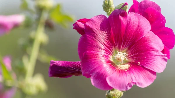Закрыть Красивые Фиолетовые Цветы Голливуда Alcea Malvaceae Саду Естественном Фоне — стоковое фото