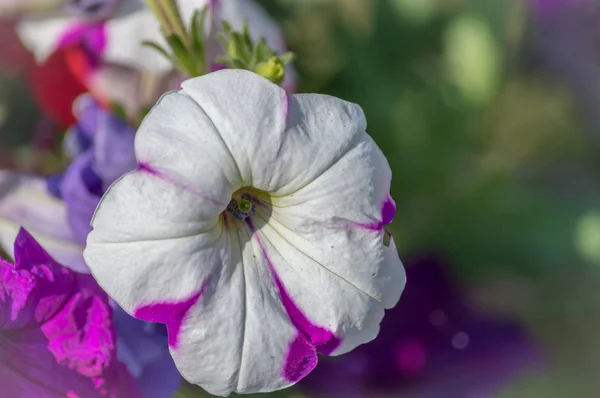 Vue Rapprochée Une Belle Pétunia Violet Blanc Fleurs — Photo