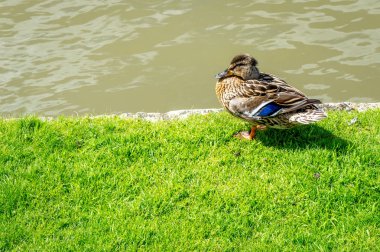 Nehir kamerasının kıyılarında bir ördek patilerinin üzerinde duruyor. Mallard, Lat. Anas platyrhynchos, kadın