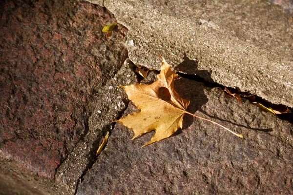 Single yellow maple autumn leaf on granite stone ground texture background — Stock Photo, Image