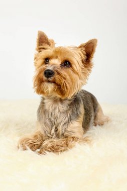 Yorkshire Terrier köpek kürkü oturan