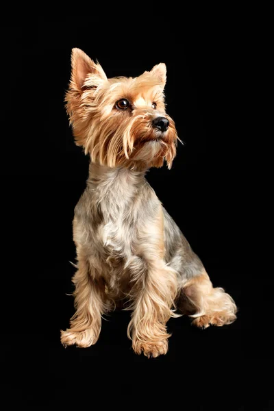 Yorkshire terrier cão isolado no fundo preto — Fotografia de Stock