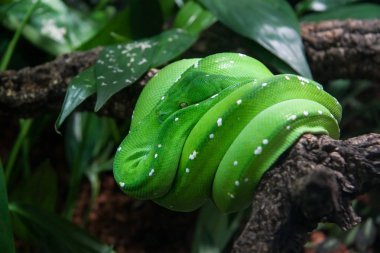 Green tree python (Morelia viridis) resting on tree branch clipart