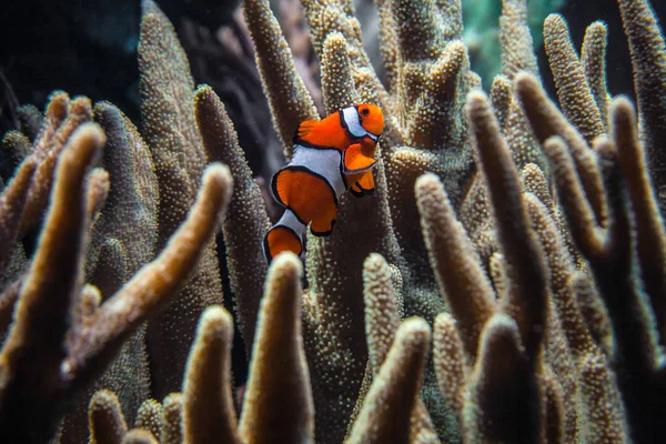 Clownfish (Amphiprion ocellaris) swimming between dark corals — Stock Photo, Image