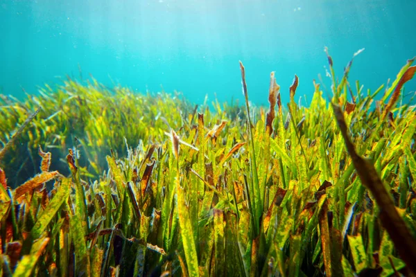 Underwater shot of bright green grass growing under the sea — Stock Photo, Image