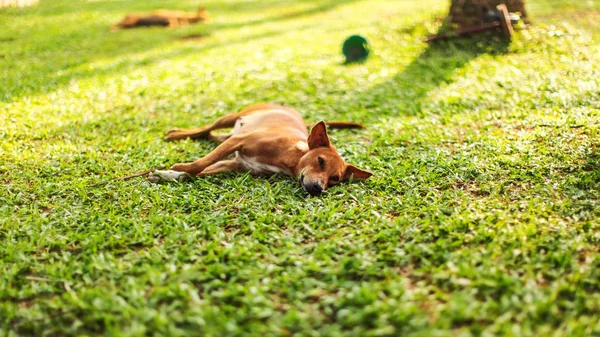Preguiçoso cão vadio deitado no gramado grama verde fresco — Fotografia de Stock
