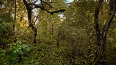 yaz aylarında yeşil yoğun orman