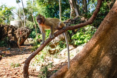Yengeç yiyen makak maymunu (Macaca fascicularis)