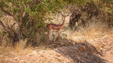 Gerenuk - zürafa ceylan (Litocranius walleri) 