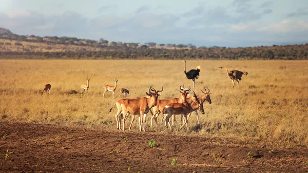 Pequeno rebanho de Hartebeest Kongoni (Alcelaphus buselaphus ) — Fotografia de Stock