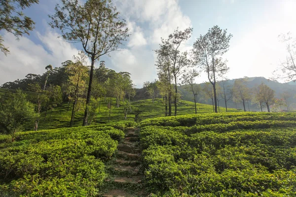 Plantacje herbaty zielone ogrody pokryte w porannym słońcu. — Zdjęcie stockowe
