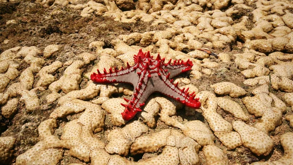 Estrella de mar de perlas rojas africana (Protoreaster linckii ) —  Fotos de Stock