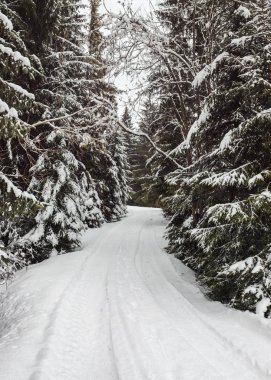 Dar kış orman yolu ile her iki s ağaçlarda kar ile kaplı