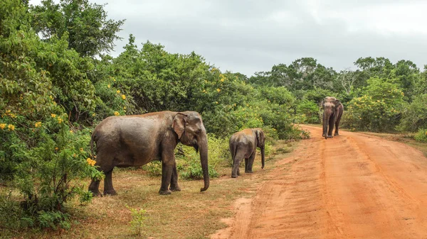 Three Sri Lankan elephants (Elephas maximus maximus) crossing re