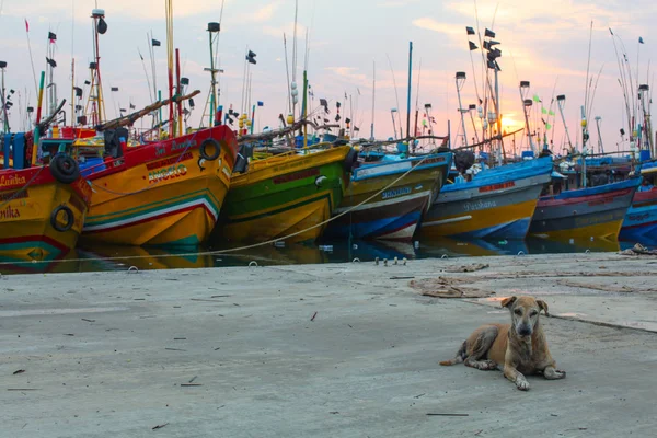 Lui zwerfhond leggen voor kleurrijke boten in de haven van Mirissa met zon stijgen op de achtergrond. — Stockfoto