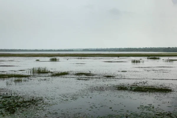 Swamps and lake on overcast day. Yala, Sri Lanka — Stock Photo, Image