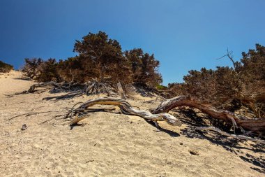 Sandy ardıç (Juniperus macrocarpa) büyük meyveli ağaçlar Kuru 