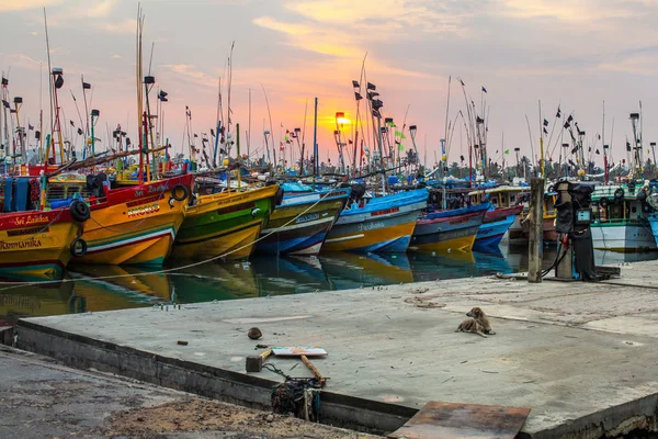 Lazy stray dog laying in front of colorful boats in Mirissa port with sun rising in the background. — Stock Photo, Image