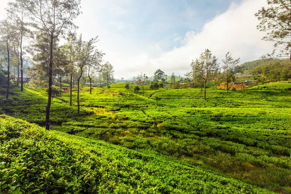 Plantacje herbaty zielone ogrody pokryte w porannym słońcu. Kandy — Zdjęcie stockowe
