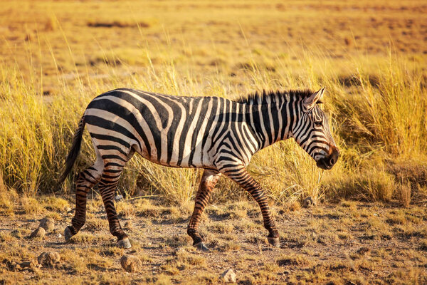 Plains zebra (Equus quagga) from side, lit by afternoon sun, walking in African savanna. Amboseli national park, Kenya