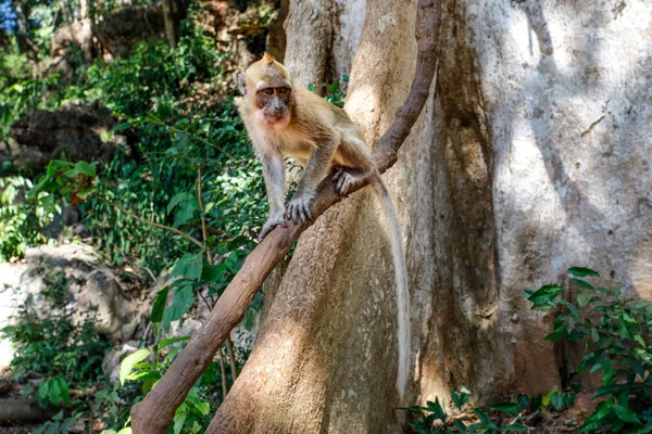 Крабоедная макаковая обезьяна (Macaca fascicularis) на ветке дерева — стоковое фото