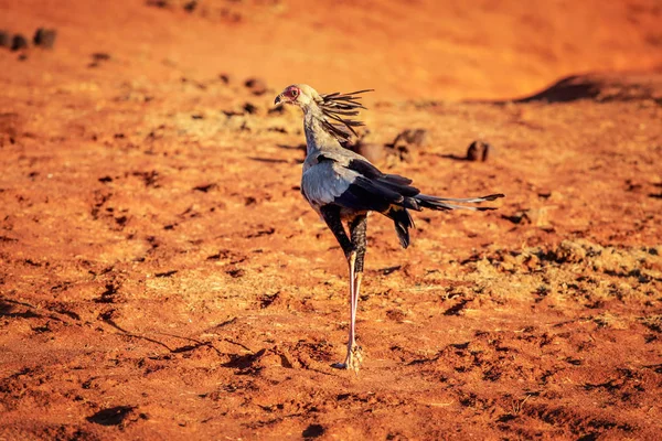 Ptak sekretarza (Sagittarius serpentarius) na czerwonej ziemi w sunse — Zdjęcie stockowe