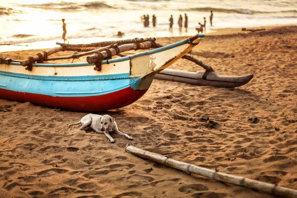 Zwerfhond opleggen aan het strand zand, tegenover vissersboot — Stockfoto