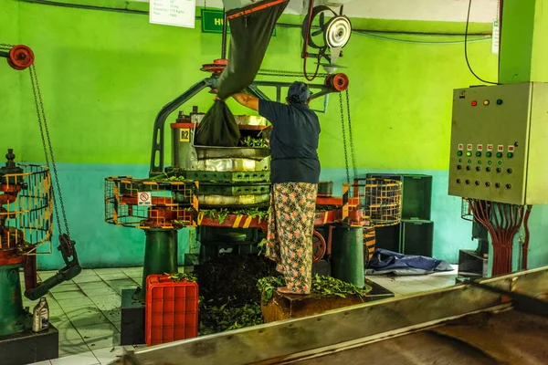 Muncitoare necunoscută la fabrica de ceai Kadugannawa operează o mașină de umidificare a ceaiului brut în timpul turului fabricii de ceai . — Fotografie, imagine de stoc